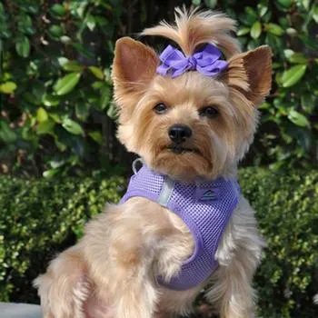 American River Ultra Choke Free Soft Mesh Dog Harness™ - Paisley Purple
