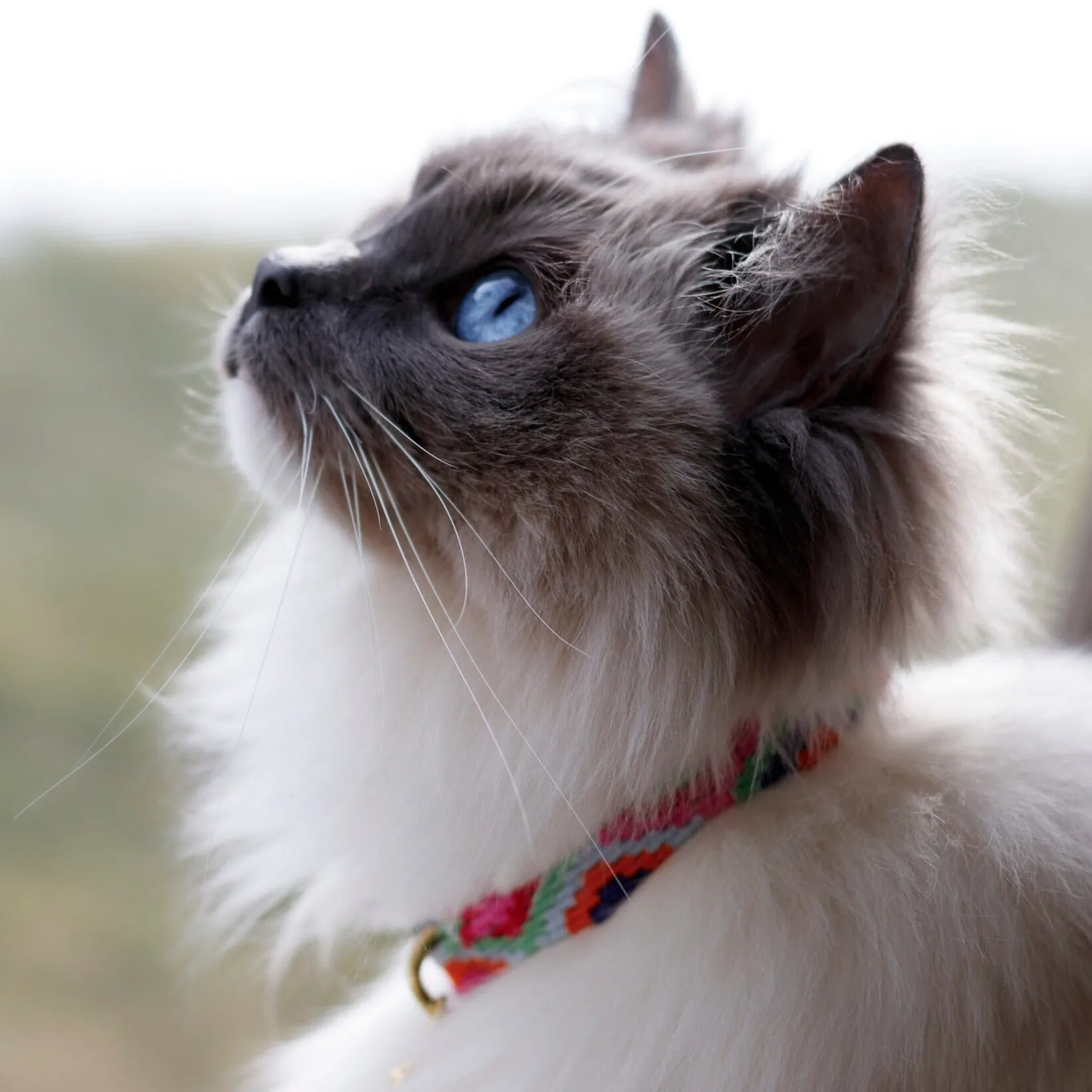 ATWCW God's Eye Gold - Mayan Artisan-Handmade Cat Collars