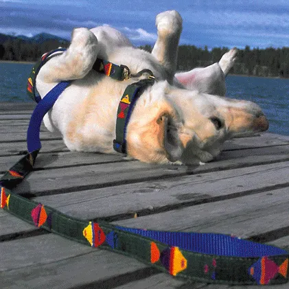 ATWCW Harborside Daybreak - Mayan Artisan-Handmade Dog Collars