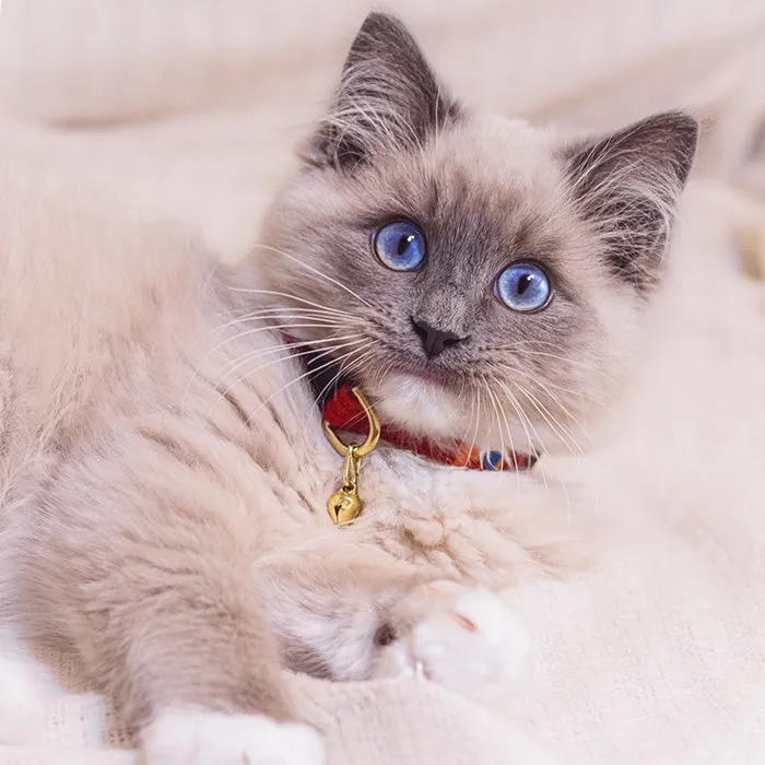 ATWCW Toto - Mayan Artisan-Handmade Cat Collars