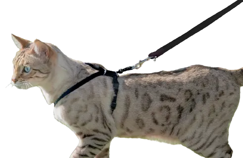 Cat Harness with Leash