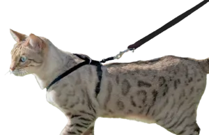 Cat Harness with Leash