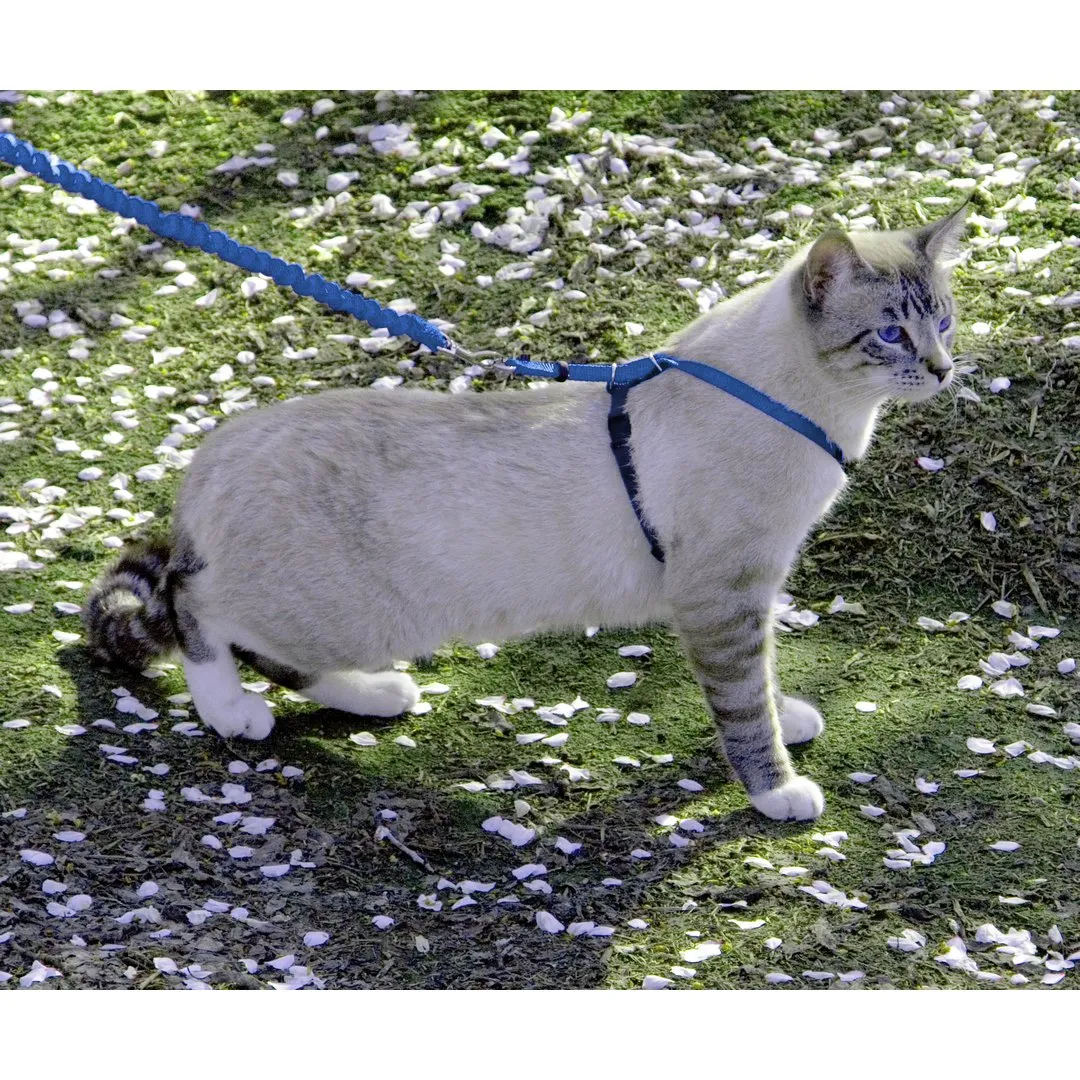 Cat Harness with Leash