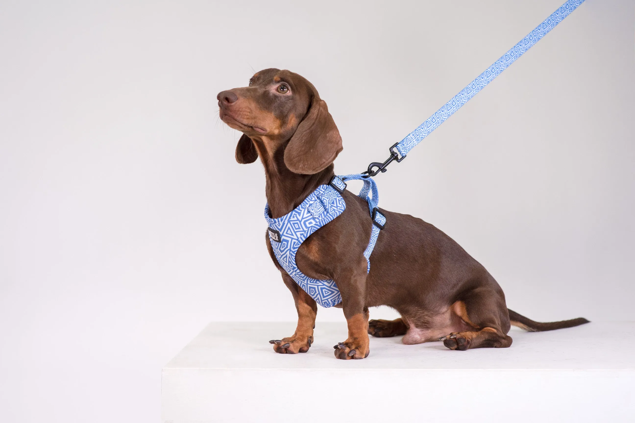 Classic Comfort Leash in Tropical Island Design