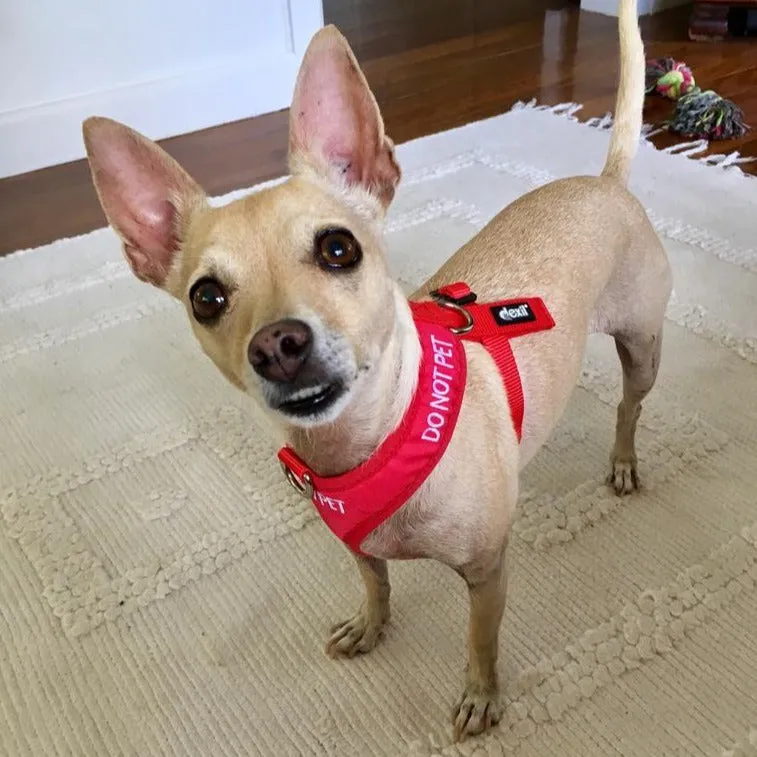 DO NOT PET - XS adjustable Vest Harness