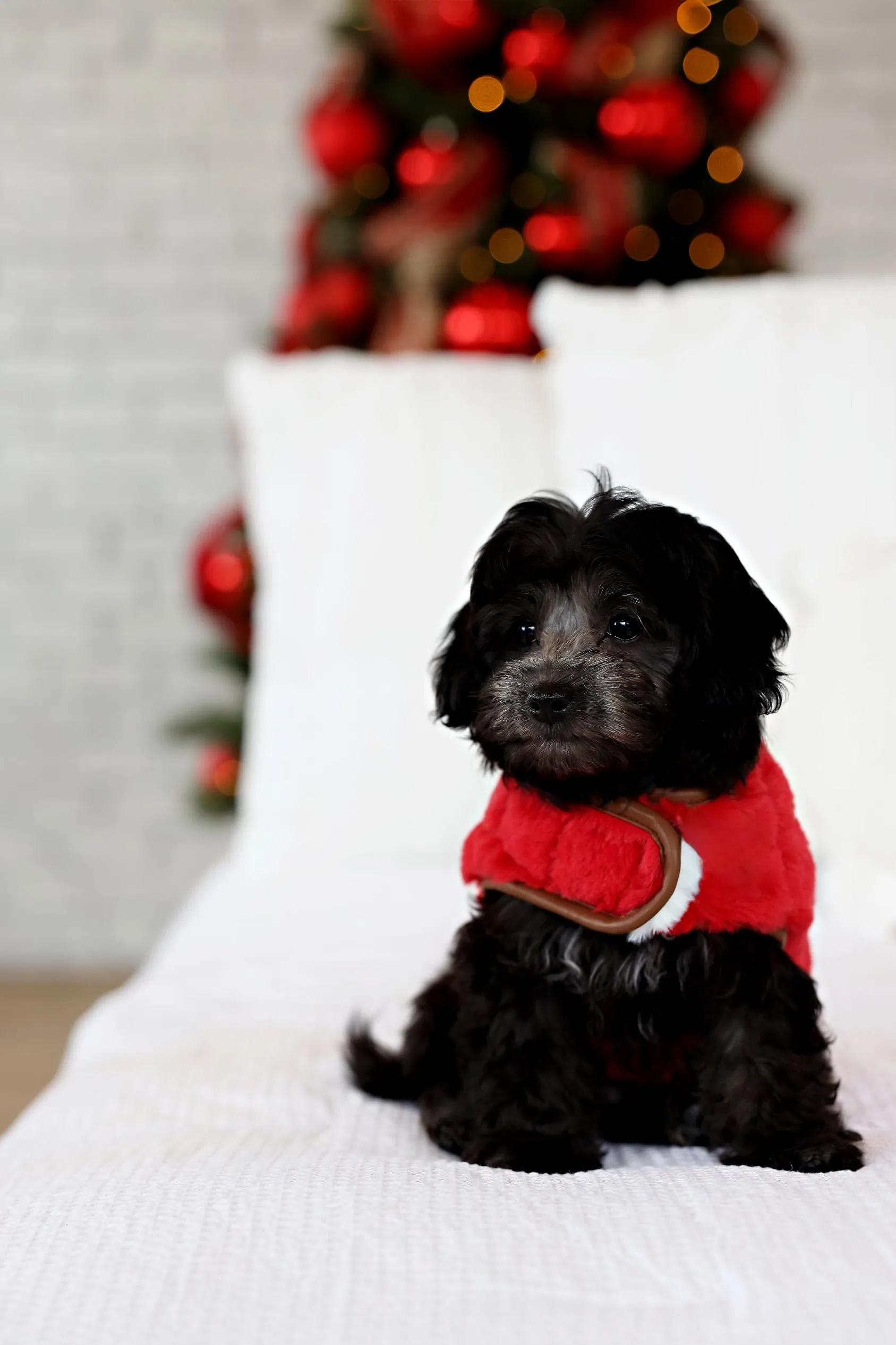 Dog Vest JulesRoche Minky Fabric Soft Inside & Out
