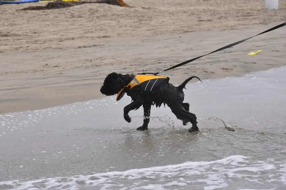 Flotation Jacket for Pets from Doggles