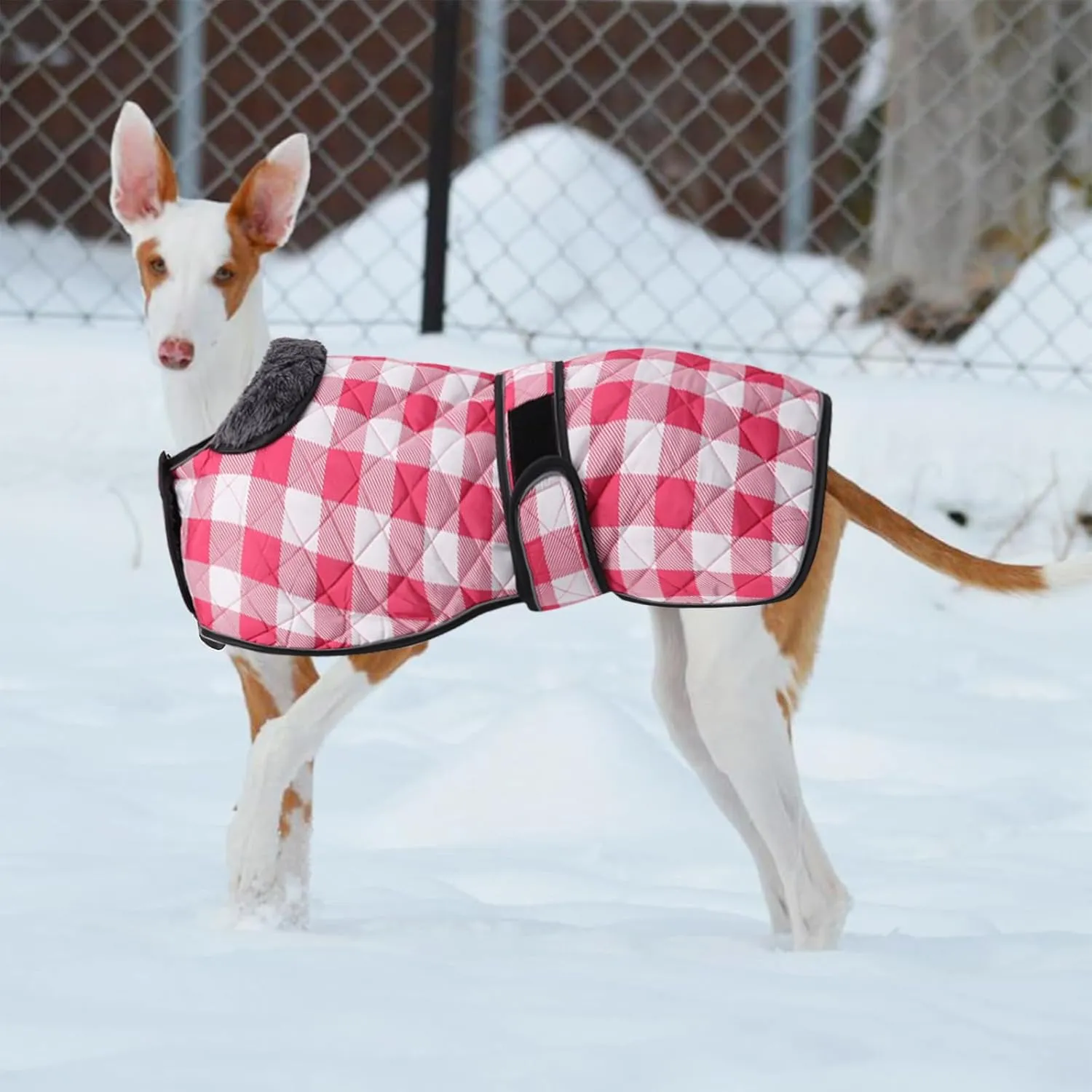 Geyecete Waterproof Greyhound Whippet Lurcher Dog Coat-with Warm Fleecy Lining Inside Outdoor Dog Apparel with Adjustable Bands for Medium, Large Dog-Pink-XXL