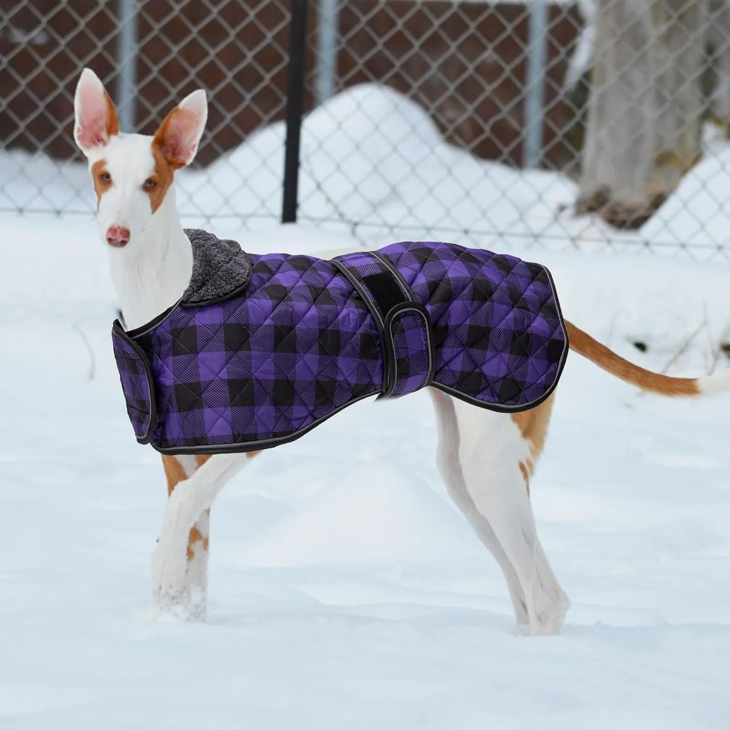 Geyecete Waterproof Greyhound Whippet Lurcher Dog Coat-with Warm Fleecy Lining Inside Outdoor Dog Apparel with Adjustable Bands for Medium, Large Dog-Purple-XS