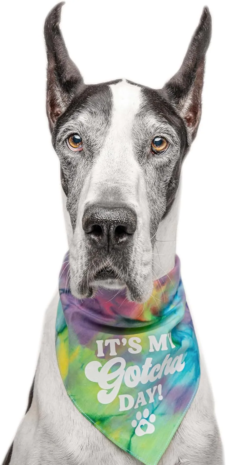 It's My Gotcha Day! Adoption Day Dog Bandana | 100% Cotton Adjustable Triangle | Made in USA | Adoption Event Prop Photoshoot | Rescue |One Size | Black Scrunch (12)
