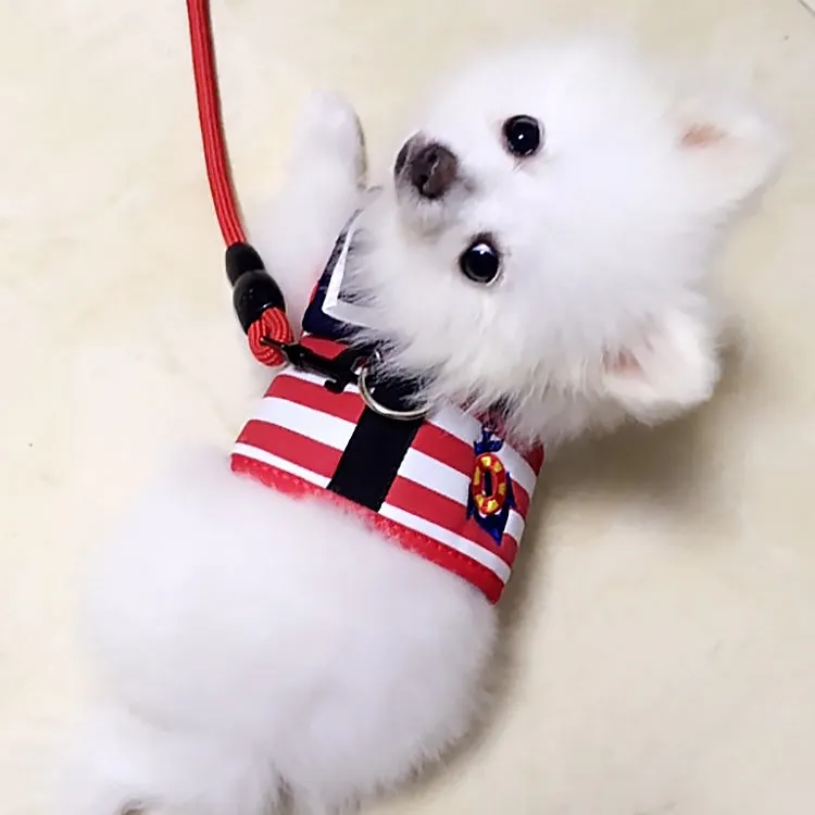 Little Sailor Pet Harness and Leash Set