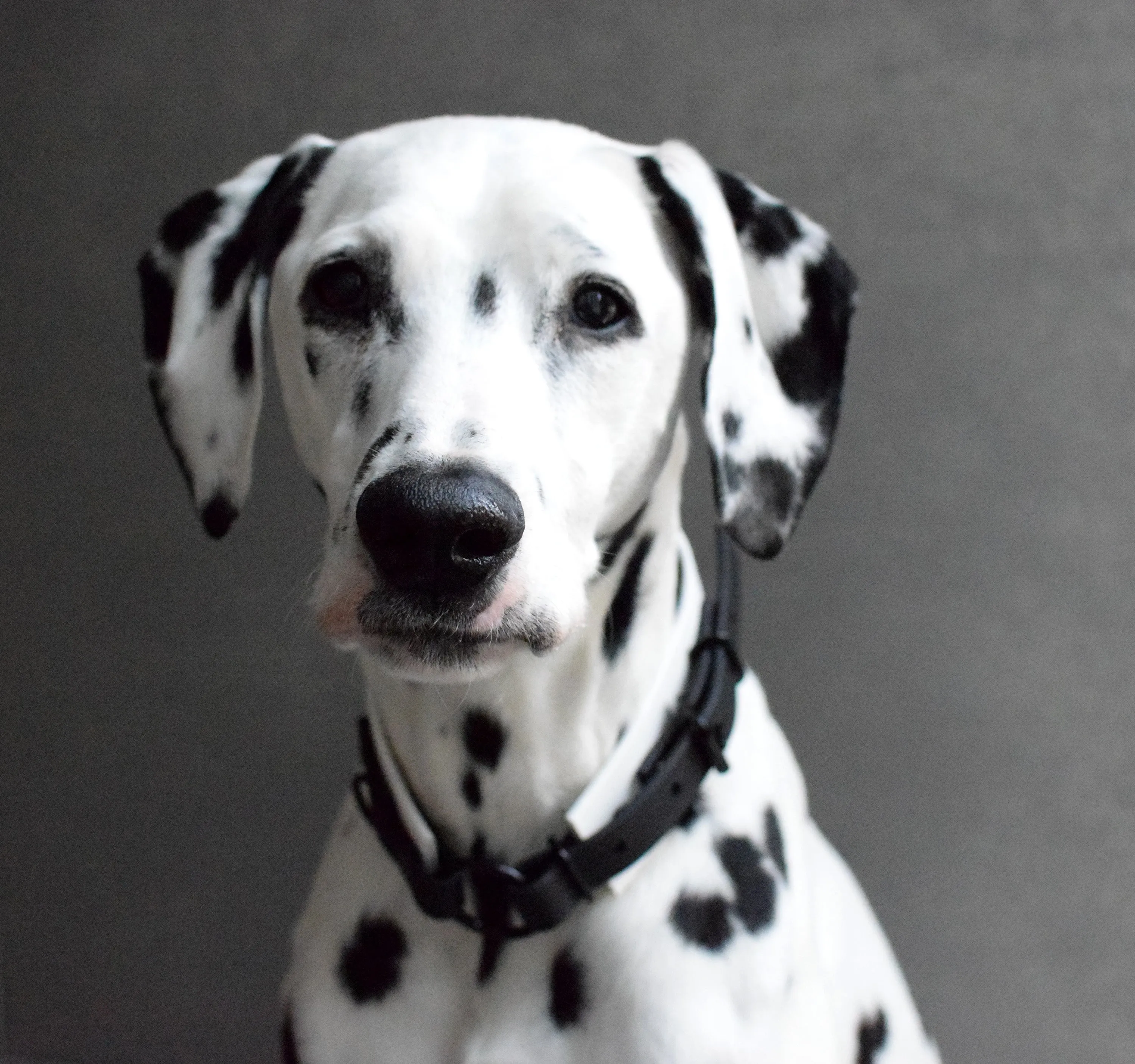 LUCI COLLECTION - White & Black Osgiliath Biothane Dog Collar