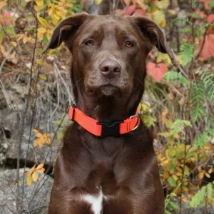 Lupine Collars & Leashes - 1/2"
