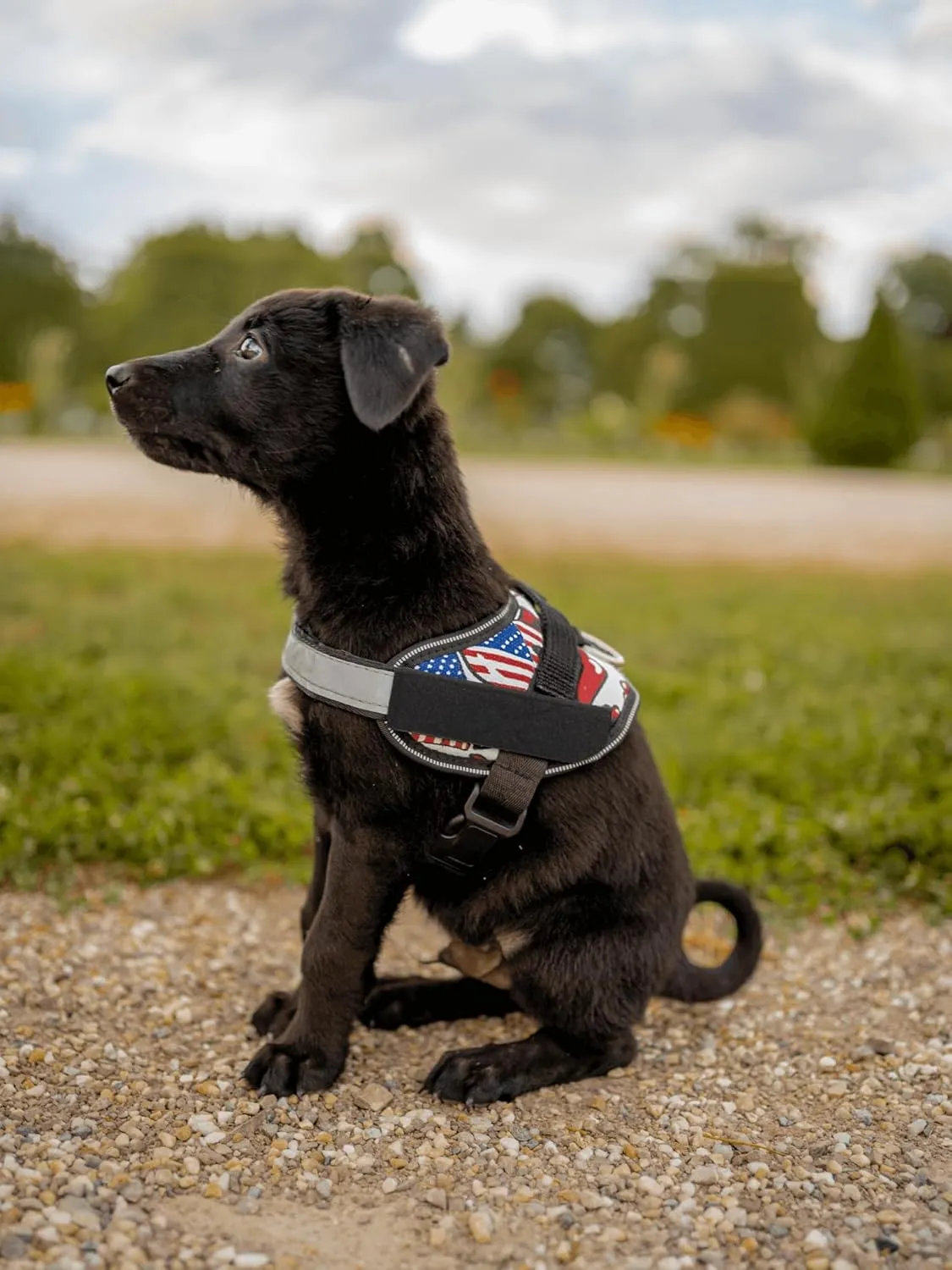 Non Pull Dog Harness with Patch Panels and Handle, Adjustable, Reflective, No Choke, Heavy Duty Easy On Service Dog Vest Harnesses for Medium Large Small Sized Dogs - Black, M