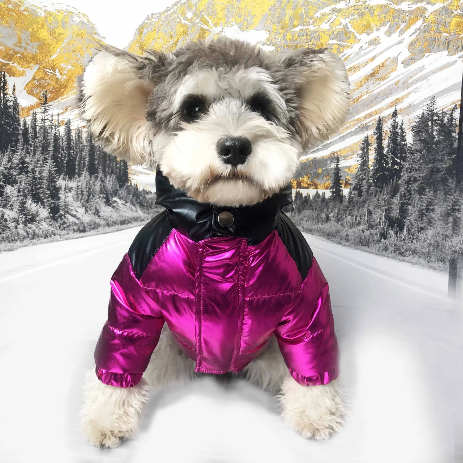 Pawncler Fuchsia/Black Jacket