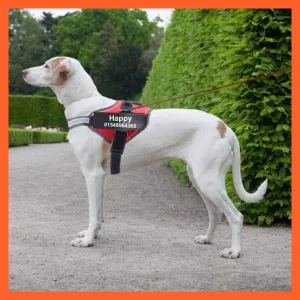 Personalized Custom Dog Harness | Dog Collar Name Dog Harness