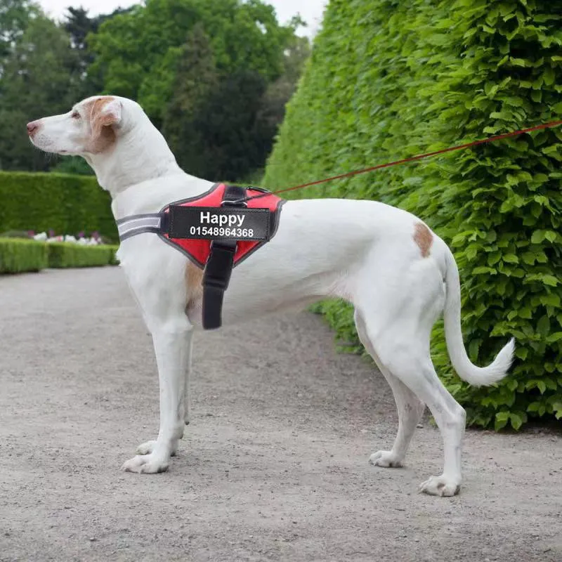 Personalized Dog Harness