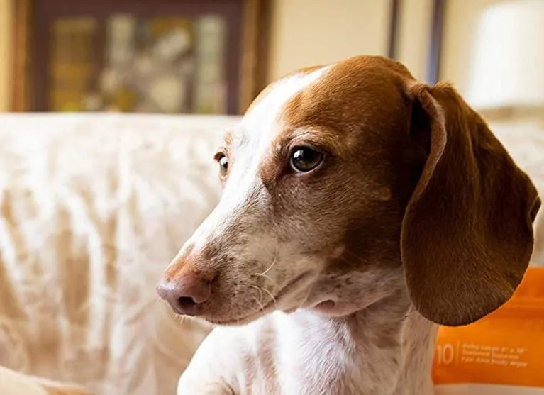 Pet Cleaning Wipes