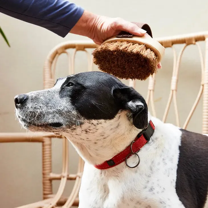 Pet Grooming Brush