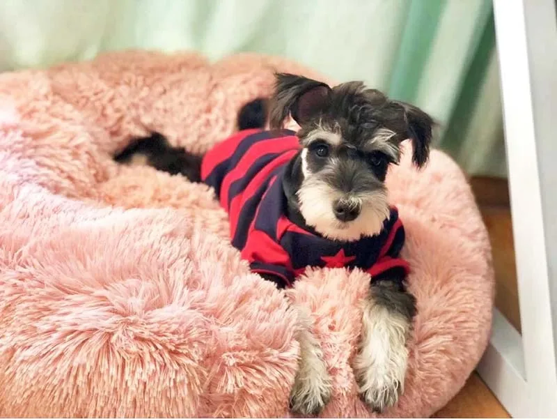 Plush Marshmallow Pet Bed