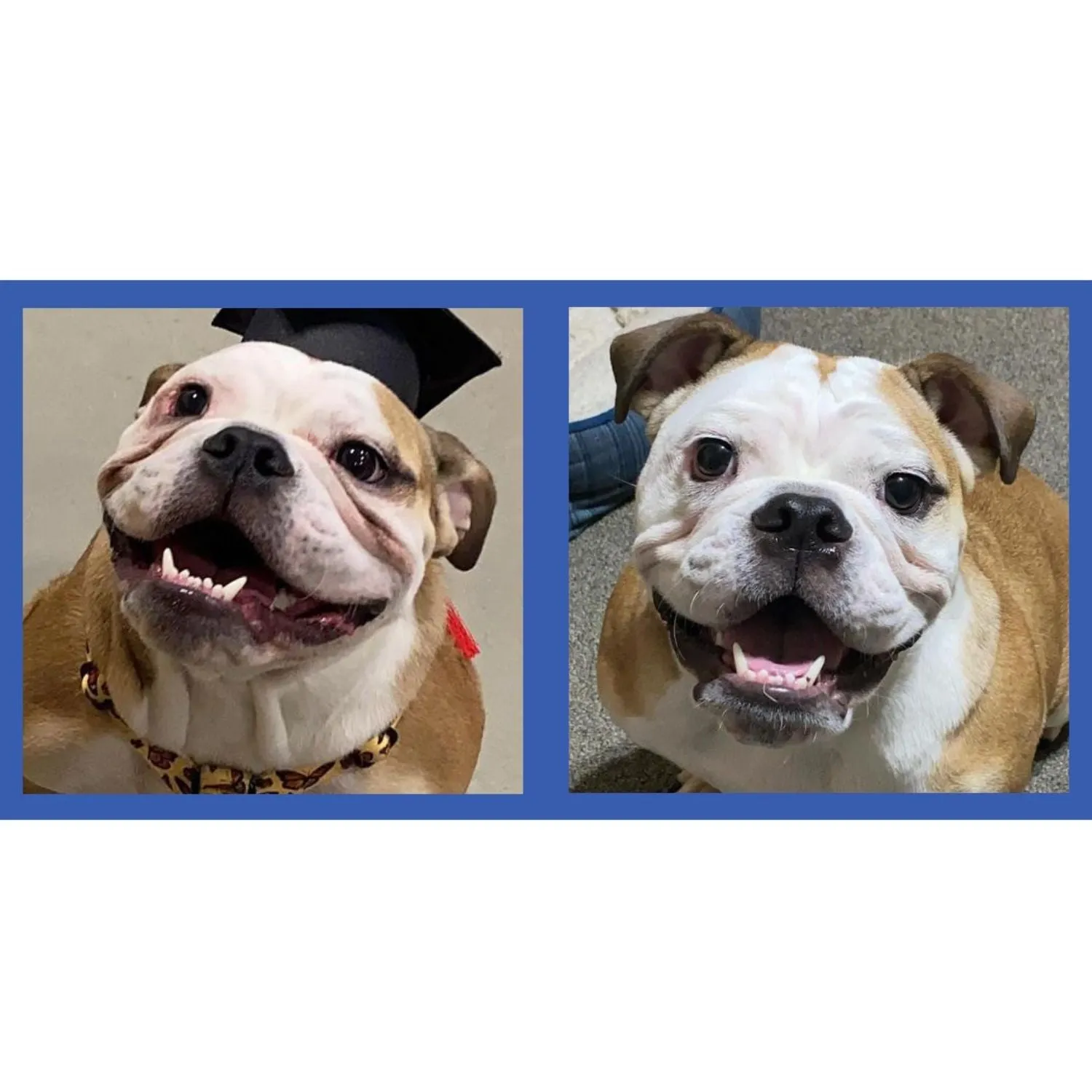"Basic Itch" Care Kit - Squishface Essentials Gift Set for Any Dog!
