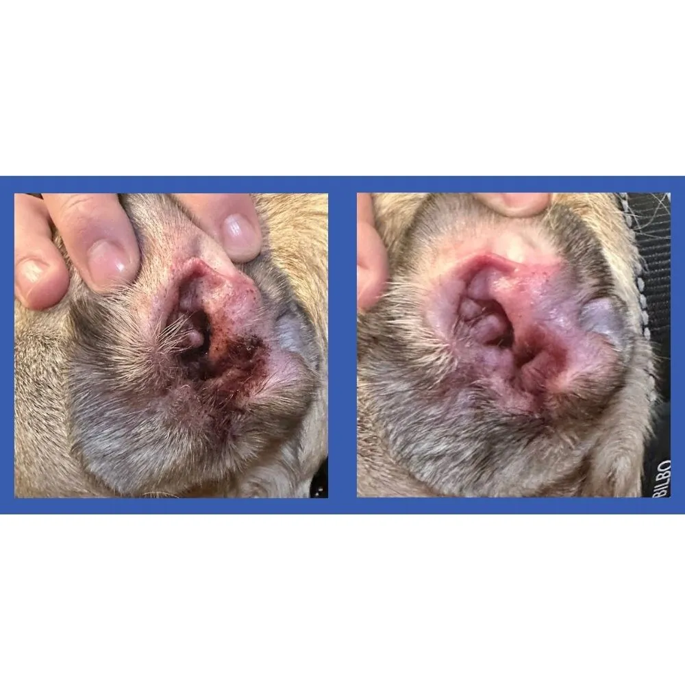 "Basic Itch" Care Kit - Squishface Essentials Gift Set for Any Dog!