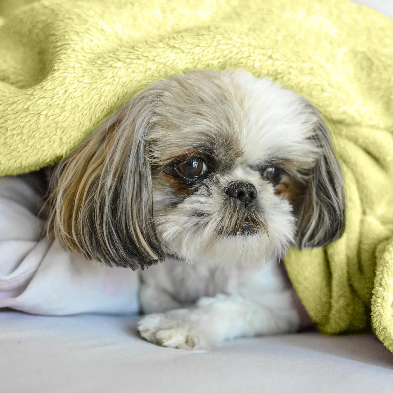 Toddler Blanket - Lightweight Breathable Warm Cozy Soft Throw Blanket - Pale Lime Yellow - 30x40 Inches