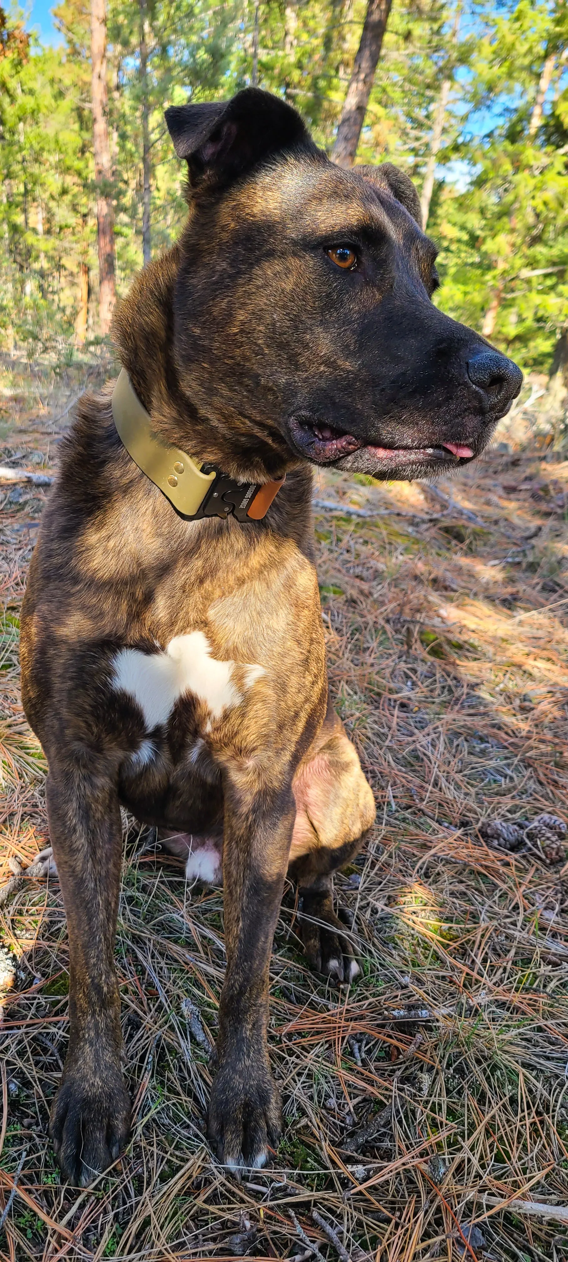 TORO COLLECTION - Tan & Olive Biothane Dog Collar