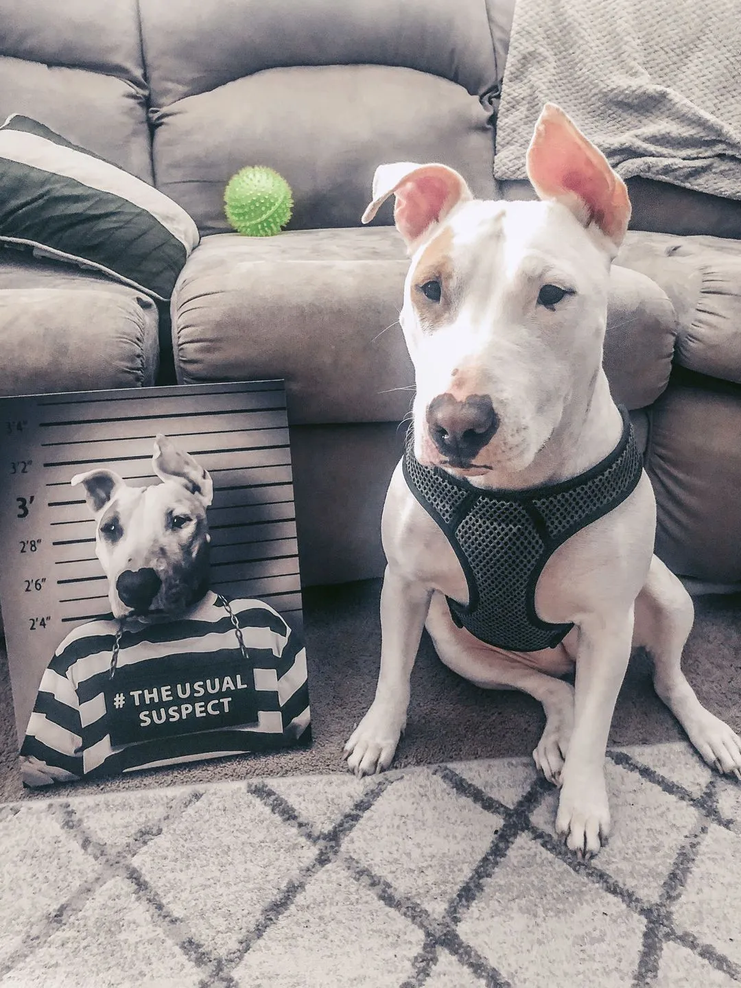 Vampiracle - Halloween & Vampires Inspired Custom Pet Portrait Canvas