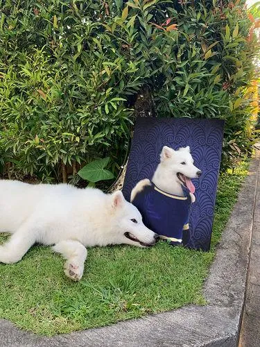 Vampiracle - Halloween & Vampires Inspired Custom Pet Portrait Canvas